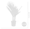 Bloomique - Washingtonia Robusta - Palmier éventail Voir les images du produit 4
