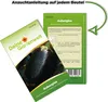 Aubergine Black Beatuy Samen - Solanum melongena - Produktbild-Vorschau 3