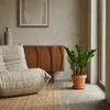 Bloomique - Zamioculcas Zamiifolia - Palma doniczkowa - Podgląd zdjęcia produktu 4