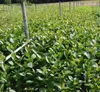 Aronia- Apfelbeere Hugin Gesundheitsbeerenstrauch Produktbild-Vorschau 4