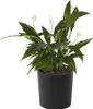 Lamela Pot de fleurs Malwa avec insert noir 30 cm Voir les images du produit 4