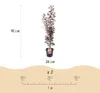 Klon japonski Acer palmatum Atropurpureum, lisciasta Podgląd zdjęcia produktu 4