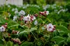 Stauden Gänge 3 x Geranium macrorrhizum 'Spessart' - weißer Produktbild-Vorschau 6