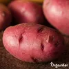 Saatkartoffeln Desiree A 28/35 (10 kg) - Organifer Produktbild-Vorschau 9