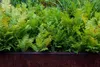 A close-up view of lush green ferns growing in a dark brown planter. Podgląd zdjęcia produktu