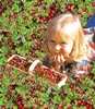 BALDUR Garten 3x Cranberry-Beere, Moosbeere, Pflanzen im Produktbild-Vorschau 2