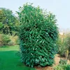 Prunus laurocerasus 'Caucasica', Kirschlorbeer, immergrün, Produktbild-Vorschau 10