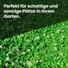 LERAVA® Klee samen [mähfrei] 125m² - Mikroklee Samen für Produktbild-Vorschau 3