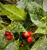 Japanische Aukube ´VARIEGATA´ 15-20 cm, Cont. 2,5 l Produktbild-Vorschau 4