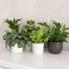 Luftreinigende Zimmerpflanzen - 5 Stk - Höhe 25-40cm - Produktbild-Vorschau 5
