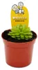 Pianta carnivora - Pinguicula esseriana - vaso da 9 cm Anteprima dell’immagine prodotto 2