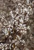 A close-up of a flowering branch with small white flowers and brown leaves. Produktbild-Vorschau