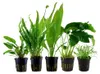 Set di piante con 5 vasi da acquario per principianti Anteprima dell’immagine prodotto 1
