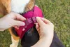 CURLI Postroj pro psy se sponou Air-Mesh Fuchsia XL, 12-18 Náhled obrázku produktu 11