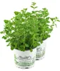 Enseleits 2x Majoran Origanum majorana, Kräuter Pflanze Produktbild-Vorschau 1
