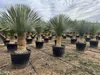 Sunny Tree - Yucca Rostrata - Palma - wysokość pnia 50/60 Podgląd zdjęcia produktu 1