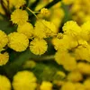 A close-up view of bright yellow mimosa flowers. Produktbild-Vorschau