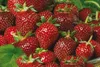 A close-up view of many ripe strawberries. Náhled obrázku produktu