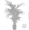 Bloomique - Howea Forsteriana - Kentia Palme - Produktbild-Vorschau 4