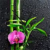 Wallario Design Wanduhr Bambus und pinke Orchidee auf Produktbild-Vorschau 1