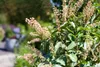 Prunus lusitanica, Portugiesischer Lorbeer, immergrün, Produktbild-Vorschau 4