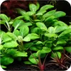 Eco Plant Lobelia Cardinalis 'mini' - In-vitro-Pflanze 2 Produktbild-Vorschau 4