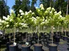 Hortensie Rispenhortensie Stamm 150 - 170 cm Limelight weiß Produktbild-Vorschau 2