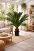 A bright and airy sunroom or conservatory with a large potted plant as the focal point. Náhled obrázku produktu
