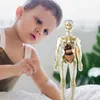 A young child is looking at a transparent anatomical model of the human body. Anteprima dell’immagine prodotto