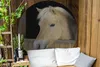 MuchoWow® Gartenposter Outdoor-Poster Rund Fjordpferd in Produktbild-Vorschau 2