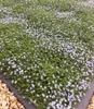 BALDUR Garten 50x Winterharter Bodendecker Isotoma 'Blue Produktbild-Vorschau 4