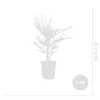 Bloomique - Trachycarpus Fortunei - Palmier chanvre - Voir les images du produit 4