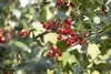 Stechpalme Alaska 10-15 cm, im Topf - Ilex aquifolium, Produktbild-Vorschau 5