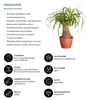 Dehner Elefantenfuß, Beaucarnea recurvata, einstämmig, ca. Produktbild-Vorschau 2