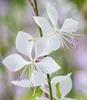BALDUR Garten 2x Prachtkerze - Gaura 'Weiß', Pflanzen im Produktbild-Vorschau 2