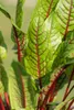 Blut-Ampfer, im 11 cm Topf - Rumex sanguineus Produktbild-Vorschau 8