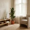 Bloomique - Ficus Elastica Robusta - Drzewo kauczukowe - Podgląd zdjęcia produktu 2
