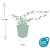 Bodendecker - Kriechmispel - Teppichmispel - Cotoneaster Produktbild-Vorschau 3