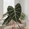 Bloomique - Alocasia Pink Dragon - Oreille d'éléphant - Voir les images du produit 3
