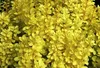 Berberis thunb. 'Maria'® - Berberis Thunbergii Maria 25- 30 Náhľad obrázku produktu 1