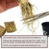 Aquarium Pflanze 3 Stück Anubias heterophylla Produktbild-Vorschau 4