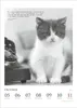 Der poetische Katzenkalender 2027 Produktbild-Vorschau 5
