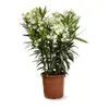 Laurier rose - nerium oleander - ↕ 110-120 cm - ⌀ 24 cm - Voir les images du produit 1