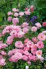 Rosa 'Sommerwind', Beetrose, rosa, 3-5 Liter Container Produktbild-Vorschau 2