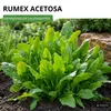 Sauerampfer Mehrjährig Samen - Rumex acetosa - Produktbild-Vorschau 2