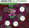 Bartnelke Gefüllte Mischung Samen - Dianthus barbatus - Produktbild-Vorschau 3