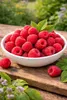 Lampone 'Ottawa' Lampone autunnale 30-35 cm – Rubus idaeus Anteprima dell’immagine prodotto 4