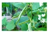 10x Lablab purpureus Helmbohne Bohne Kletterpflanze Samen Produktbild-Vorschau 3