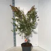Acer pal. 'Katsura' - Acero giapponese | 100-120 cm in vaso Anteprima dell’immagine prodotto 3