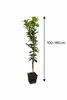 Albero di limone 'Interdonato' 100-140 cm incl. vaso - Vero Anteprima dell’immagine prodotto 5